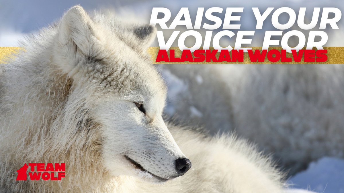 teamwolf_org's tweet image. 🚨 Comment on Alaska Proposal 75! 🚨
Proposal 75 allows aerial gunning &amp;amp; other lethal methods to kill wolves in Unit 16, near Denali &amp;amp; Lake Clark National Parks. It aims to reduce wolf populations by 73–80%, threatening ecosystems.

🗓️ Comments due Dec 27: bit.ly/3ZRFXJs