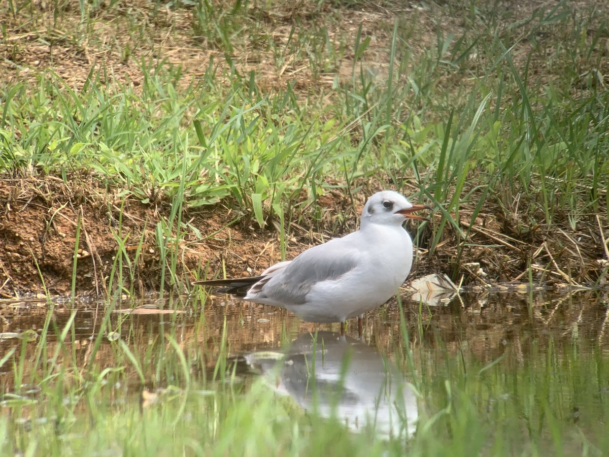 AnthonyBentley7's tweet photo. The birding week topped on my last day, birding the now notorious Praslin Airport. Hard work walking around the perimeter fence but worth it 100%. 3 description species found (Com Snipe, BH Gull, 4 Sand Martin) and 3 other birds of quality (Amur Flacon, Tree Pipit, 5 Swallow) https://t.co/aIZujApbpd