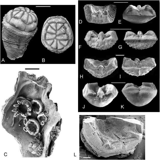 The aberrant crinoid Cyathidium (Echinodermata, Crinoidea, Cyrtocrinida) from lower Campanian phosphatic chalk in West Sussex (UK) and Picardie (France) by Andy Gale of <a href="/UOP_SEGG/">SEGG, University of Portsmouth</a> &amp; <a href="/NHM_London/">Natural History Museum</a> and John Jagt of @NHMMaastricht