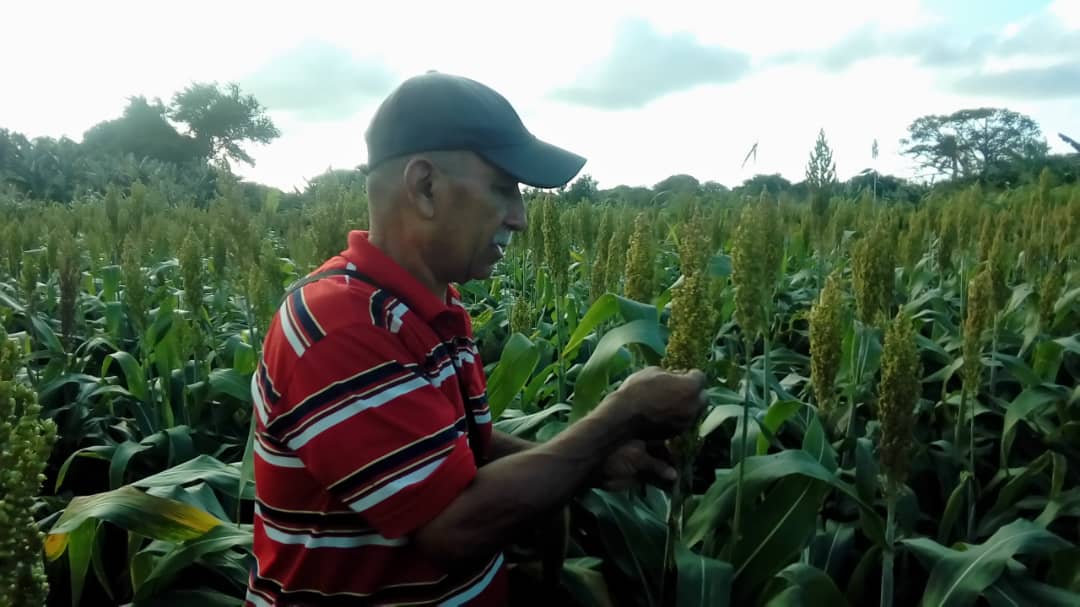 GranosInstituto's tweet image. 🌾 Seidel Castillo Avilés visitó la parcela de Antonio Rodríguez en Las Tunas, donde se cultiva #sorgo SORIG-12R en 0.25 ha. La visita busca evaluar el cultivo en su etapa reproductiva y fomentar prácticas agrícolas sostenibles. ¡Avanzamos juntos! 🌱 #AgriculturaCubana