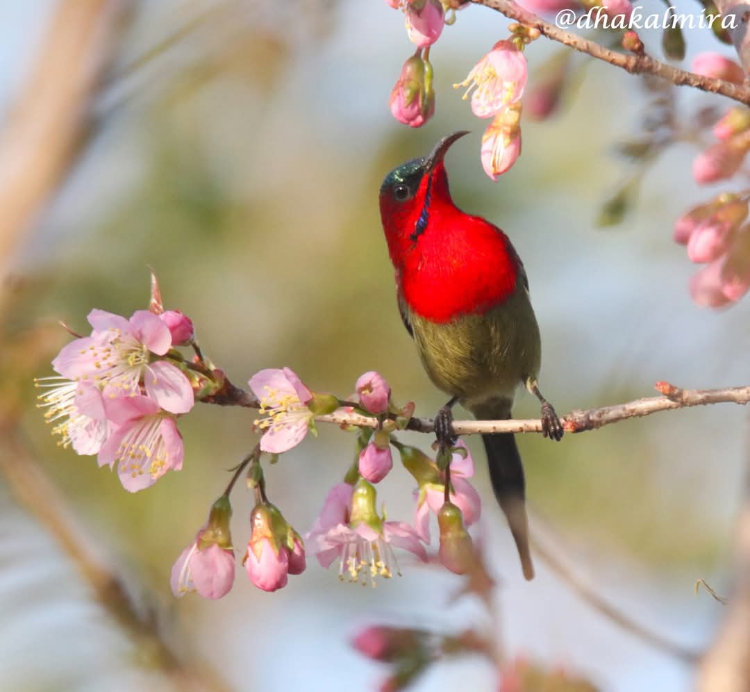 dhakalmira's tweet photo. #CrimsonSunbirdMale #BirdsOfPokhara #BirdsOfInstagram #TheJoyOfSmallThings #Birding #flowerstagram #macrophotography #cherryblossom https://t.co/eQisf3HicL