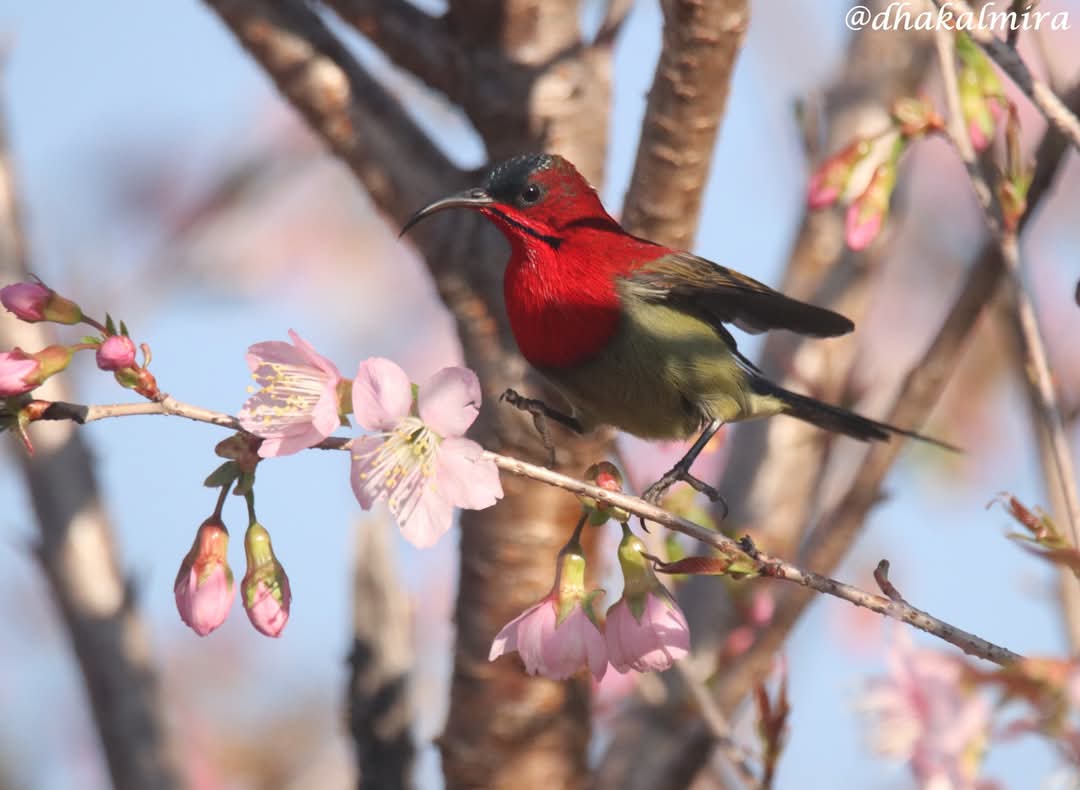 dhakalmira's tweet photo. #CrimsonSunbirdMale #BirdsOfPokhara #BirdsOfInstagram #TheJoyOfSmallThings #Birding #flowerstagram #macrophotography #cherryblossom https://t.co/eQisf3HicL
