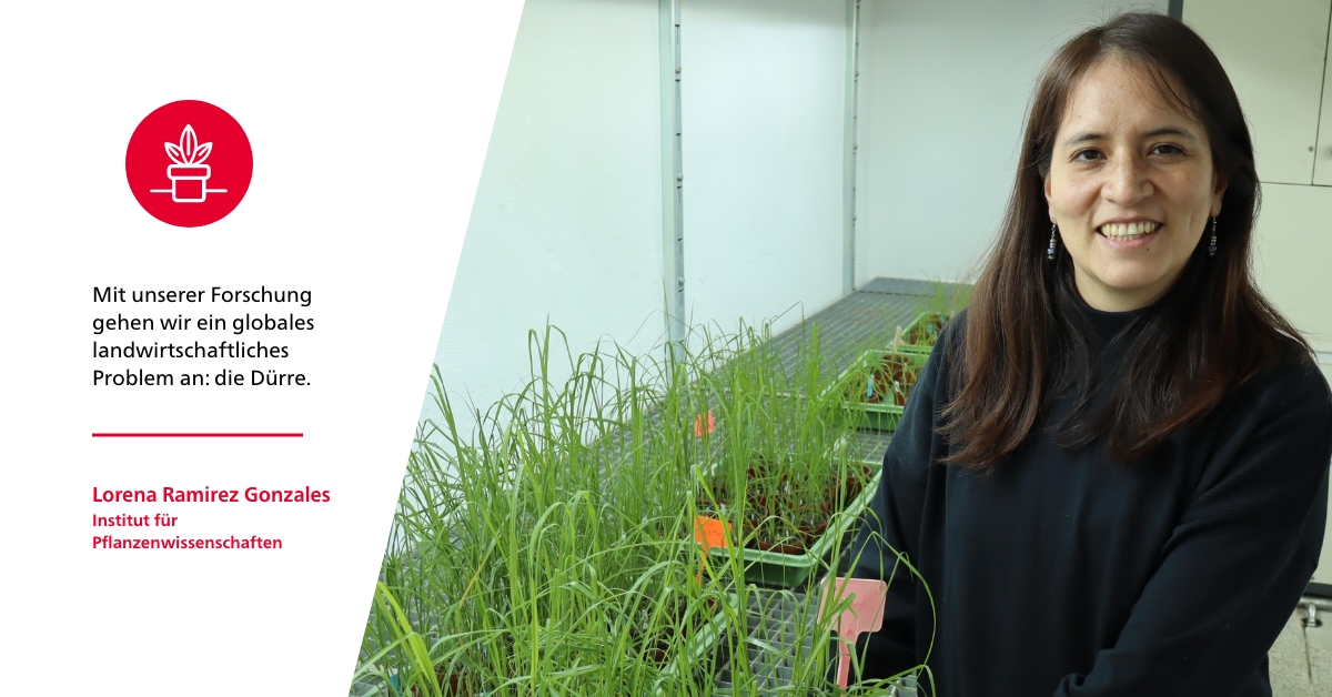 Lorena Ramirez Gonzales ist Teil des Projekts <a href="/Booster_EU/">BoosterProjectEU</a>, das sich mit der Verbesserung der #Trockentoleranz von #Mais und #Teff beschäftigt. Ziel ist es, die Landwirtschaft in Trockengebieten zu stabilisieren und die Versorgungssicherheit zu stärken.🌱
sohub.io/ek7h