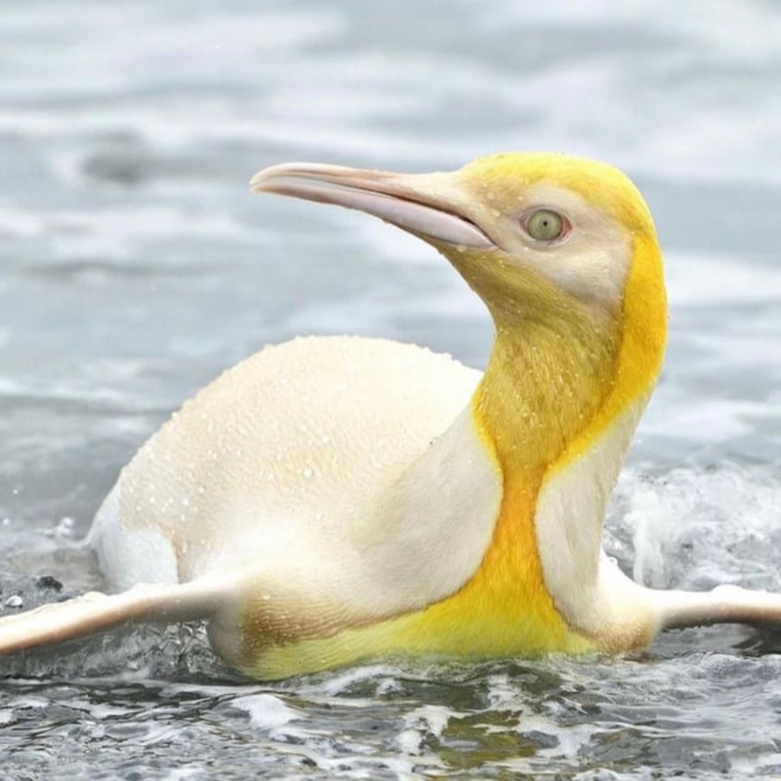 interesting_aIl's tweet photo. Photographer Yves Adams has captured two rare penguins on camera - a Yellow Penguin in 2019 and a fully Black Penguin in 2024 https://t.co/mQlc3ZA8LO
