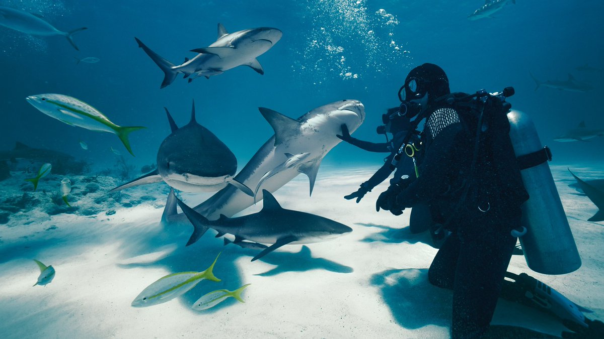 justinryanio's tweet photo. Grab your Vision Pro and watch this now! It’s unlike anything I’ve ever watched.

Apple Immersive Video - Wild Life - Sharks! https://t.co/1NGacgmDNy