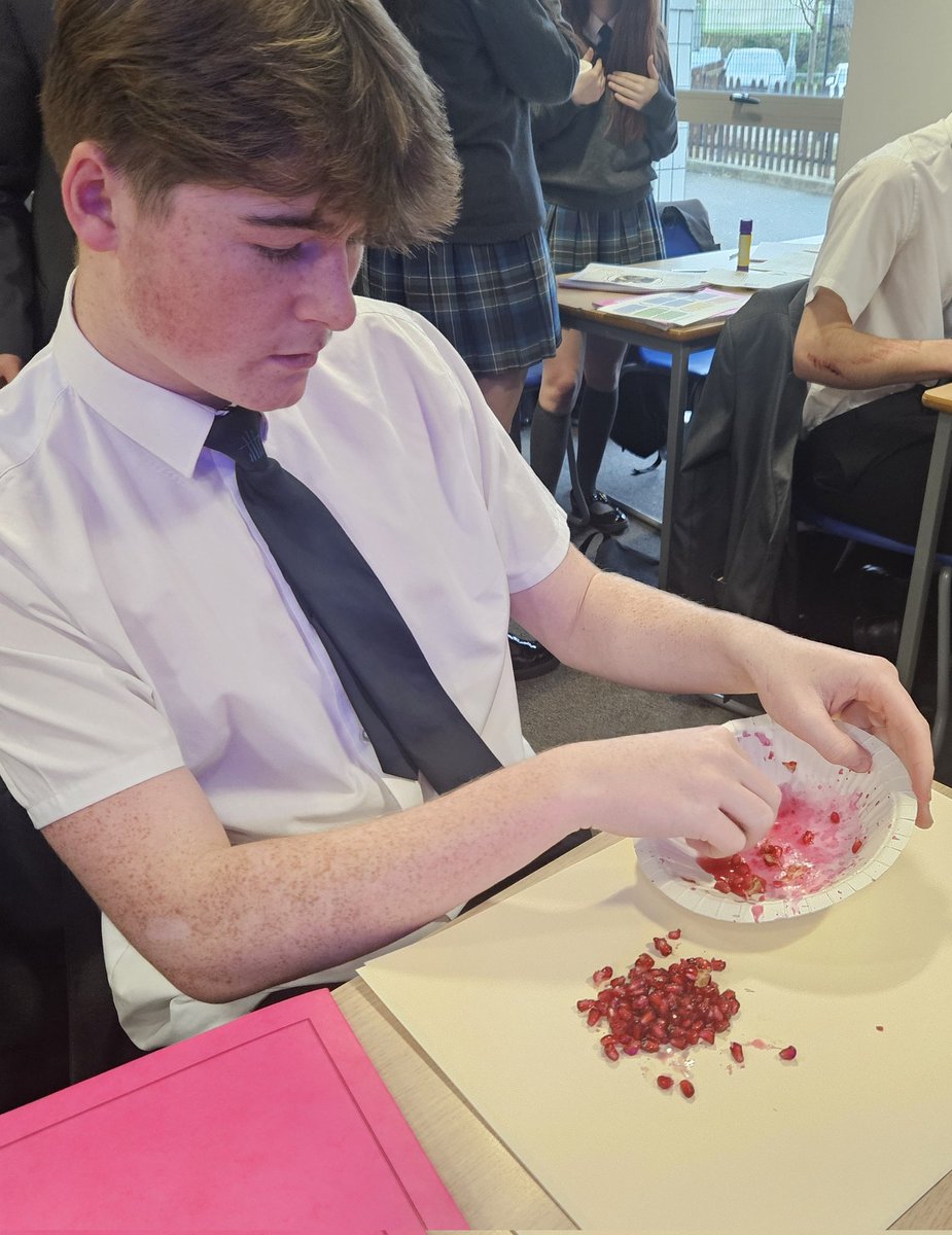 MrsSedRE's tweet photo. 25R3 learned that during Rosh Hashanah Jews eat pomegranates as its believed there's 613 pips to represent 613 laws. They hadn't all seen one so today we counted the pips &amp; then taste tested! Safe to say that they now love this fruit, &amp;will remember the link for the exam! ✡️ https://t.co/VzMWvU7b7F