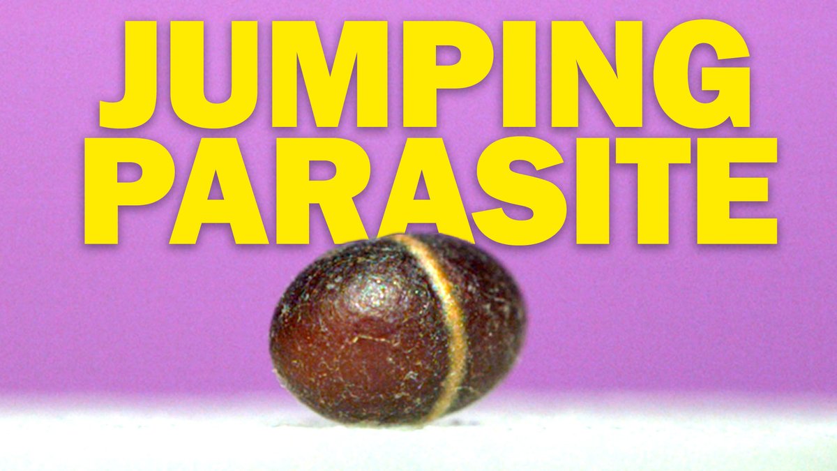 New Ant Lab video out today on YouTube! Jump parasitoid wasp cocoons!!!!!!!!!!!