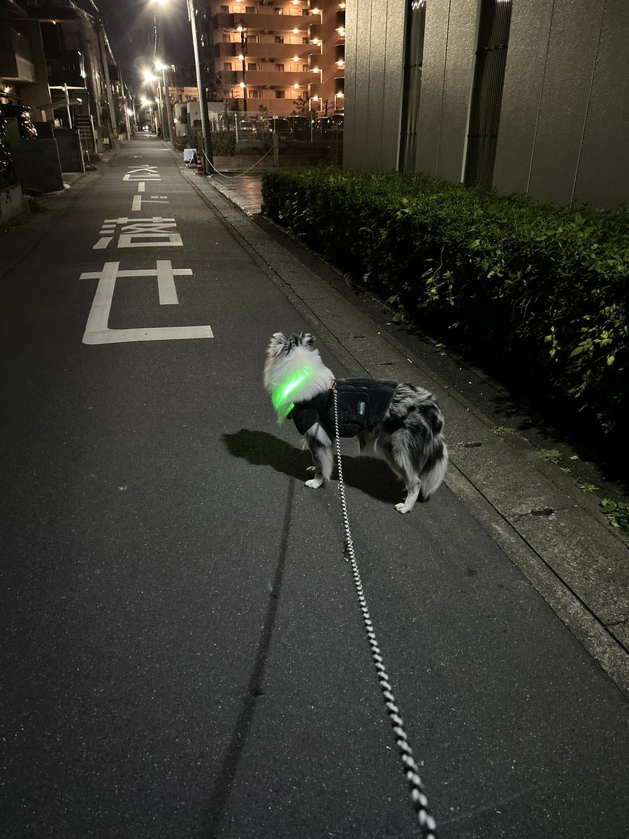 夜散歩

#シェルティー
#シェルティーごま
#sheltie
#shetlandsheepdog