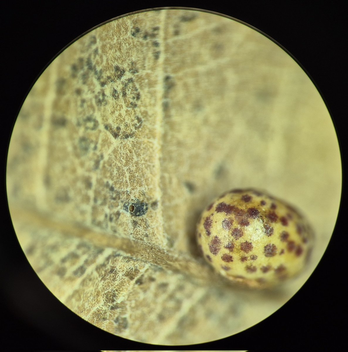 AntoineGuiguet's tweet photo. I wanted to have a closer look at this gall of Neuroterus anthracinus...and it seems I found a cryptic gall ๐ค #gallwasp https://t.co/XRZ6Ux1n5m