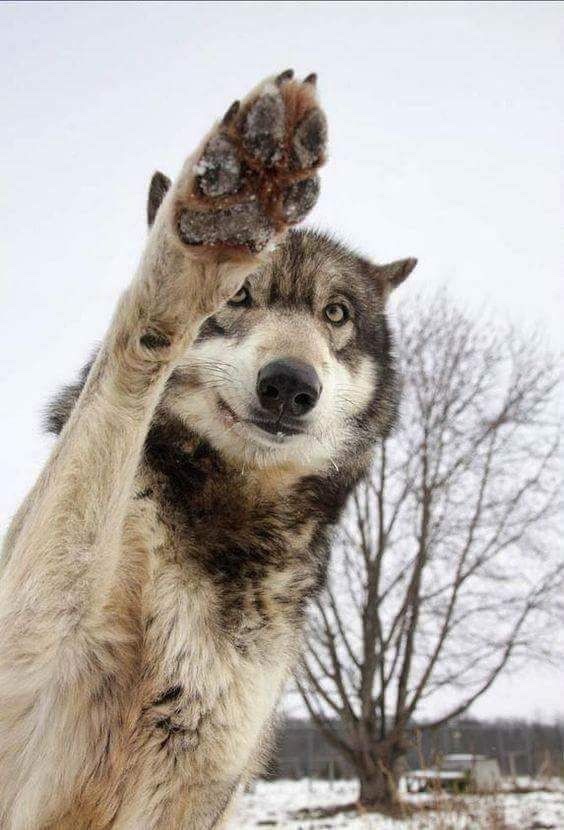 Some Kind of Wolf tweet media