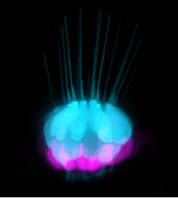 1/7
How can some vertebrates naturally recover from deafness? 

In work in <a href="/PNASNews/">PNASNews</a>, Tuo Shi of <a href="/CrumpLab/">Crump Lab</a> finds that enhancers for sensory genes remain open but silent in sister cells, allowing these to make new inner ear sensory hair cells upon damage. pnas.org/doi/10.1073/pn…