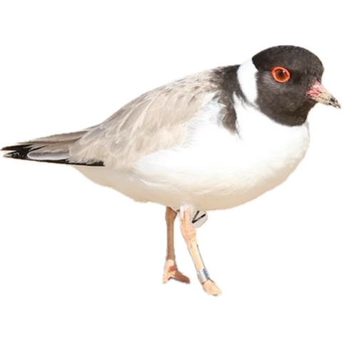 tuipsych's tweet photo. @CardioKiwi So will I Sally…how great they hatched chicks!!!… here in Lorne, SW Victoria, we have lost two nests of eggs of the endangered Hooded plover… too many people, dogs and big tides🥲
Have a lovely festive season🎄🌿🌊 https://t.co/W3WF4h6WHI