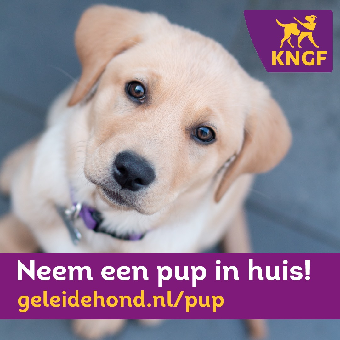 KNGF Geleidehonden zoekt puppypleegezinnen
Voor onze hulphonden in spe 
Wil je meer weten kijk op
geleidehond.nl/pup