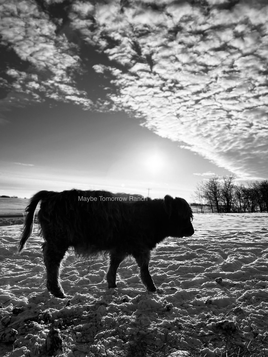 mthranch's tweet photo. #maybetomorrowranch #alberta #highlandcalf #highlands #albertafarms #highlandcattle https://t.co/wRa5djL4an