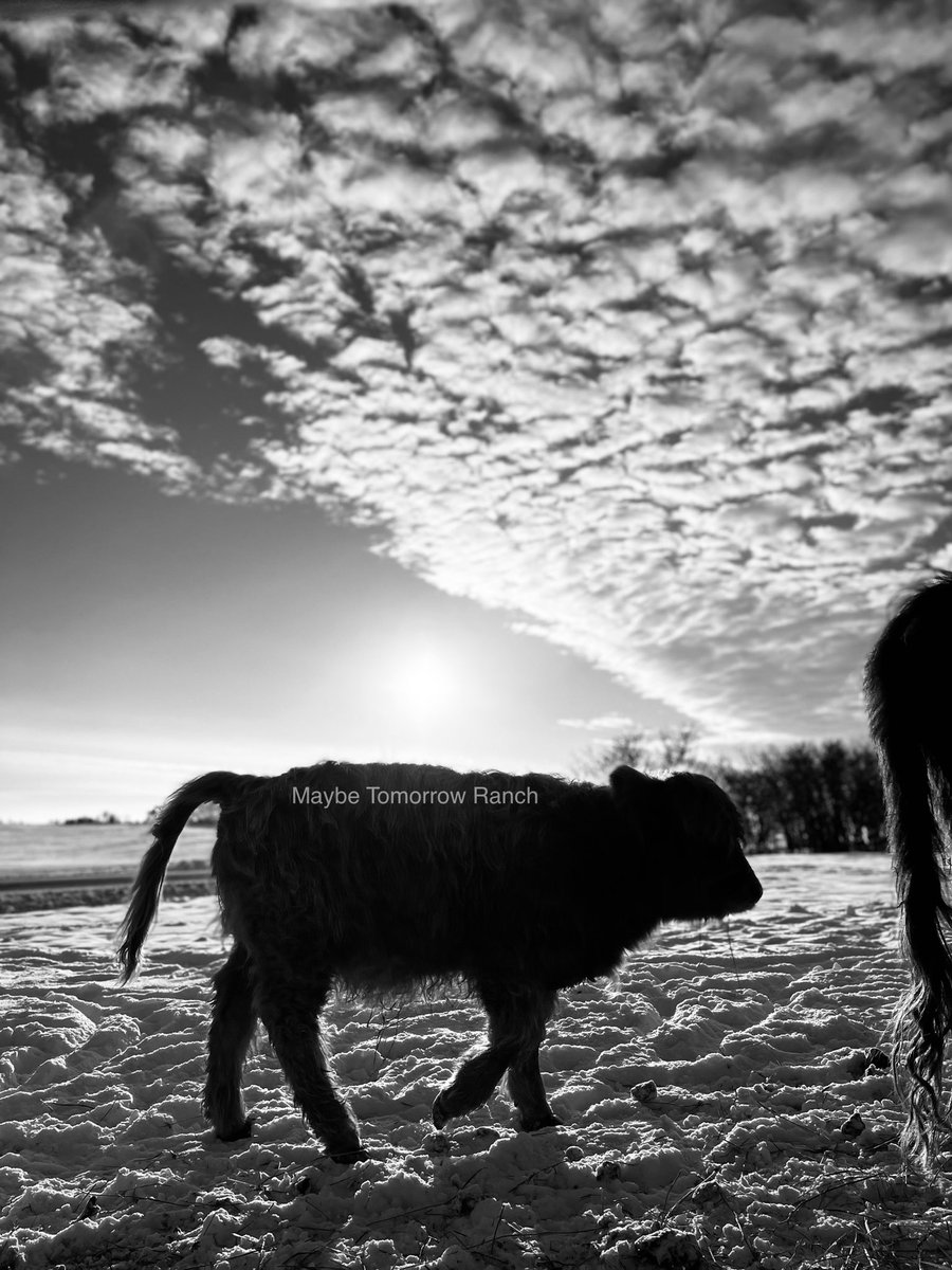 mthranch's tweet photo. #maybetomorrowranch #alberta #highlandcalf #highlands #albertafarms #highlandcattle https://t.co/wRa5djL4an