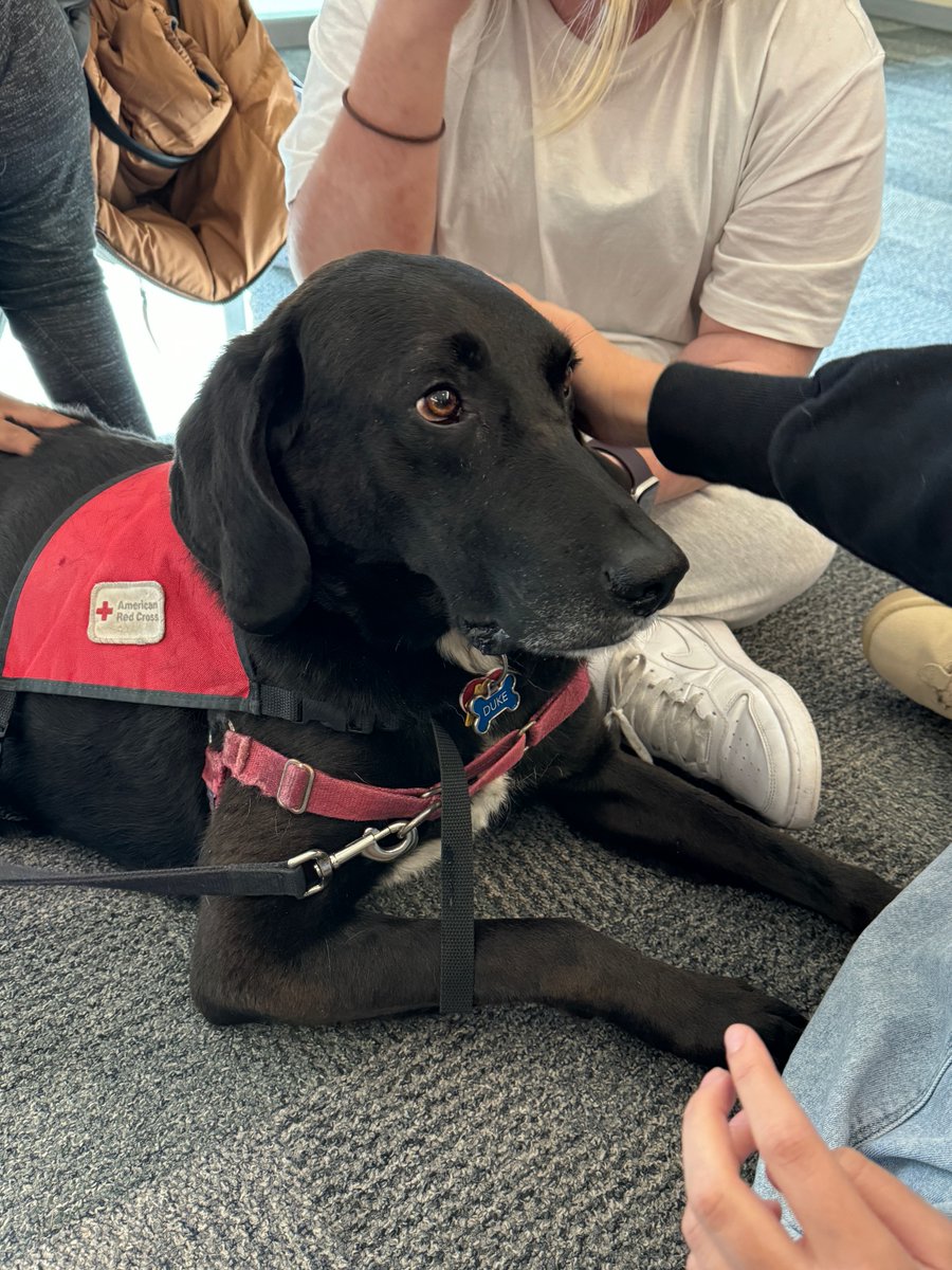 A little doggy told us it's finals week.... 😨 Last week, we had therapy dogs visit our students to help destress before finals week!

#SUNY #RocklandCommunityCollege  #TherapyDogs #FinalsWeek #MentalHealthMatters