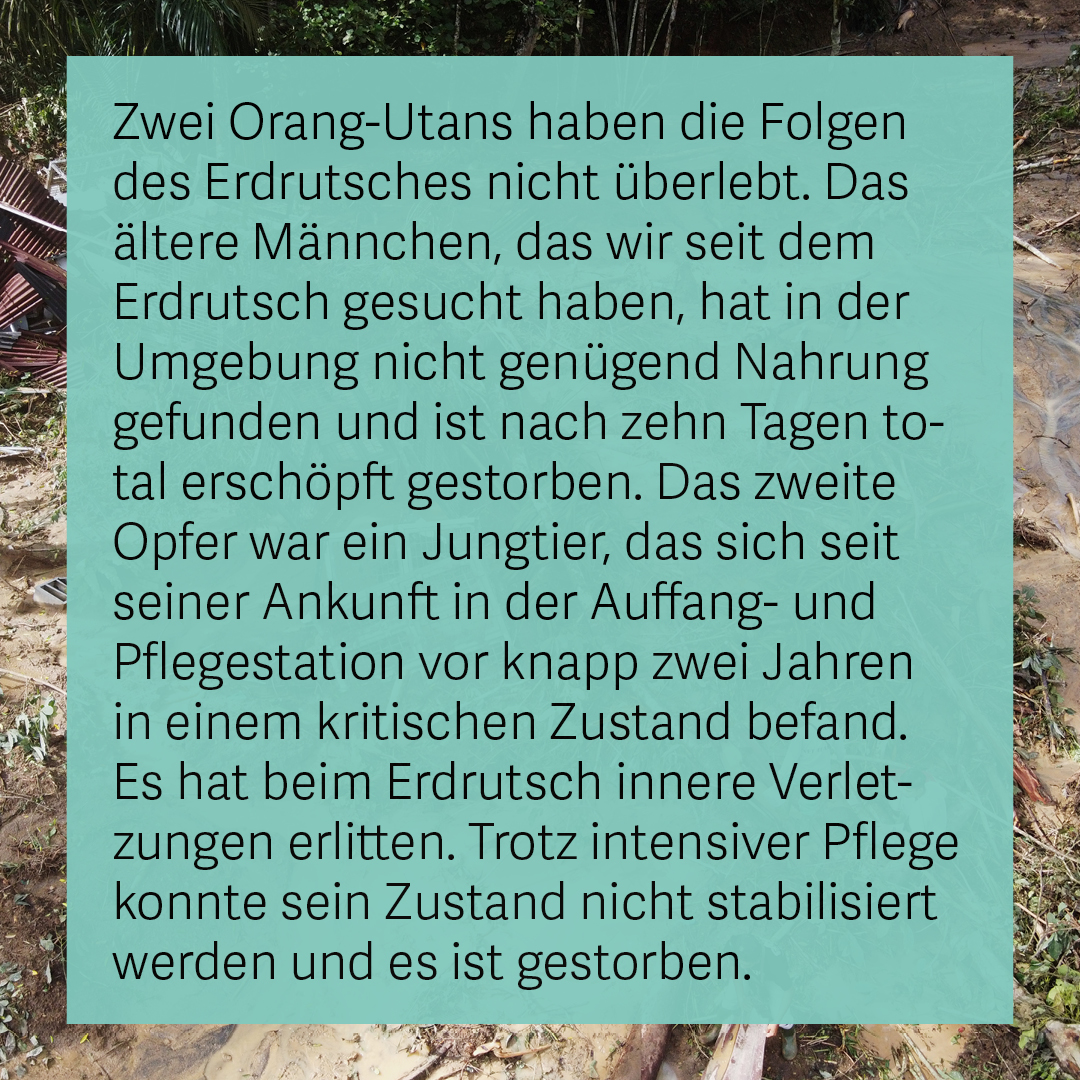 Zwei Orang-Utans haben die Folgen des Erdrutsches nicht überlebt. Wir sind sehr traurig über diese Nachricht und sind gleichzeitig froh, dass es den anderen 39 Orang-Utans gut geht.