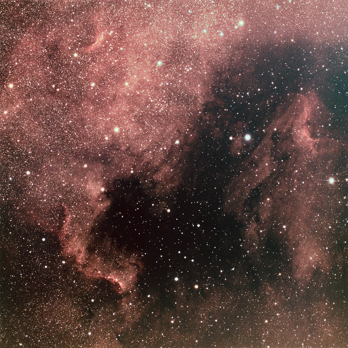 Scuba2doCarro's tweet photo. Did a short exposure of a couple of hours of the North America Nebula and Pelican Nebula while waiting for other object to come up in night sky.  Beautiful span of a golden wide angle in space shot at 270mm at F4.5. https://t.co/l1ocLmyng5