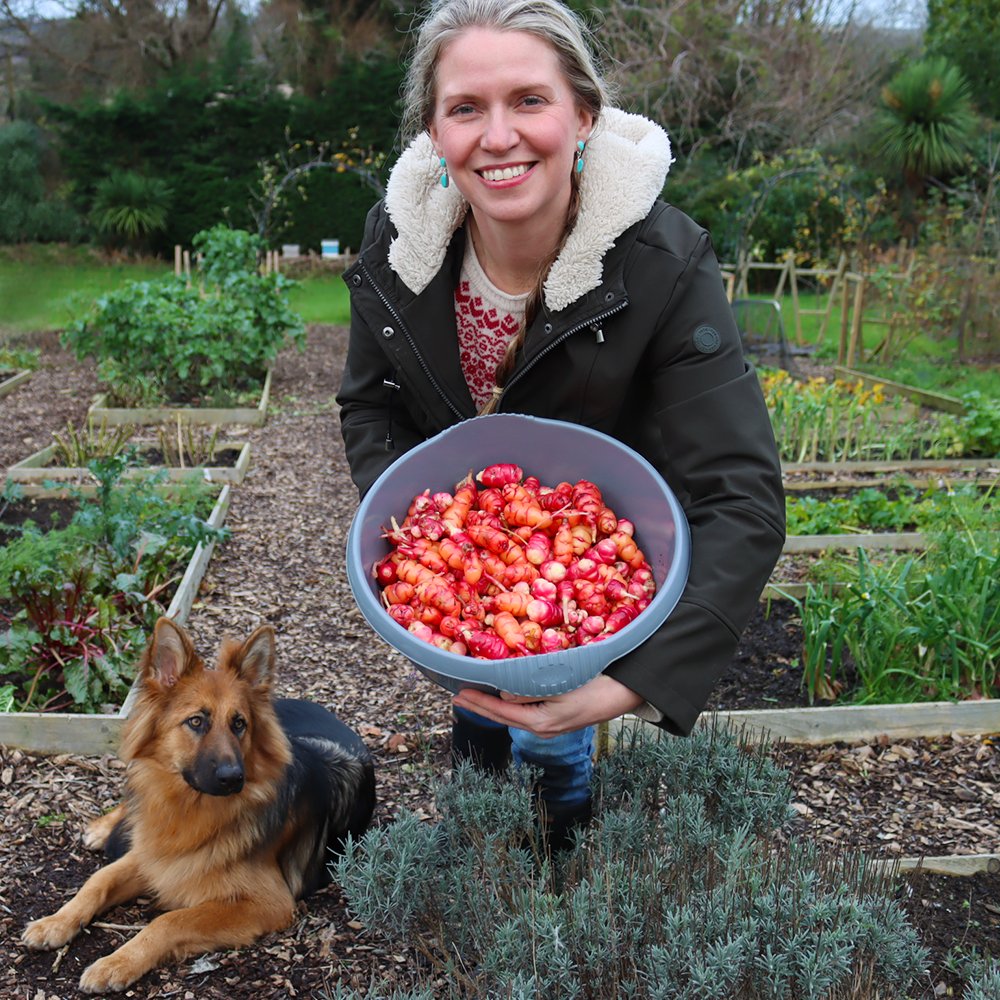 December isn't known as the most bountiful of months, but New Zealand Yams certainly make up for it! Keep an eye out for a new YouTube video from me on Sunday ✌💚 youtube.com/@Lovelygreens
#GardeningTwitter