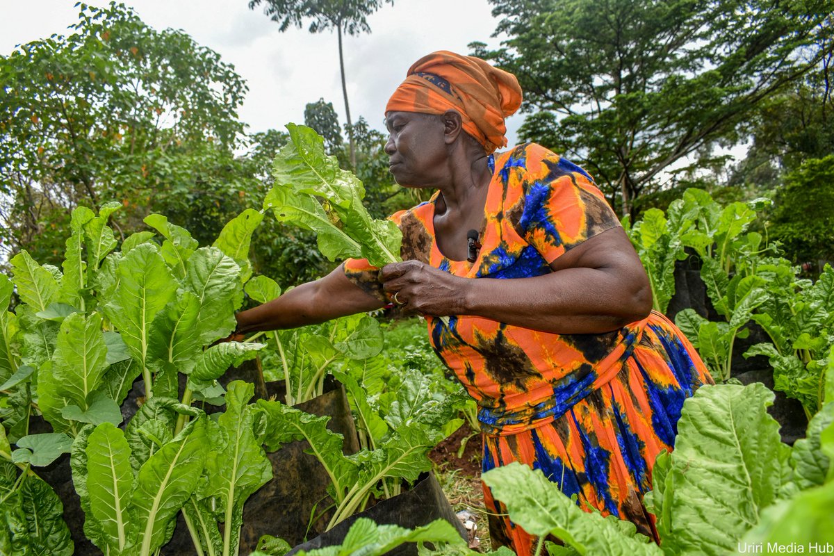 UririSJC's tweet photo. Women play a critical role in production and should be on the forefront in protecting the consumers.
@Consumers_Kenya 
#AgroecologyWorks https://t.co/4jqGHK7zr1
