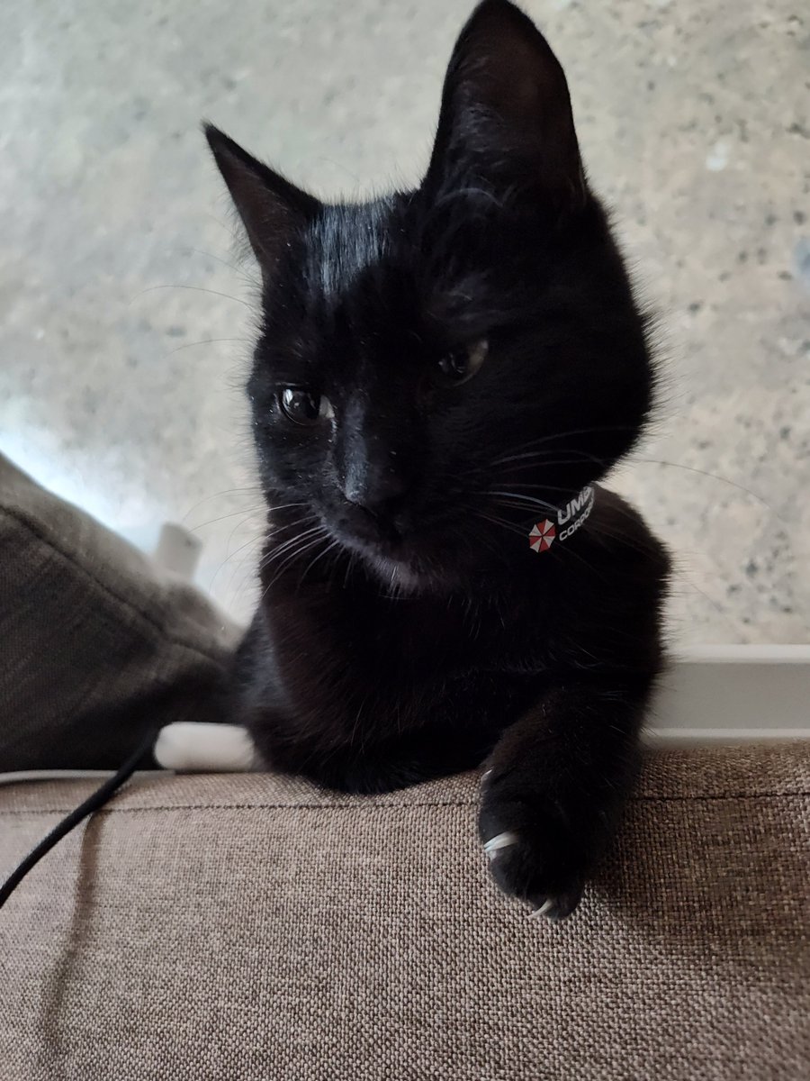 Life_leon's tweet image. На честь п'ятниці 13-го.
Сни пса Патрона породжують чудовиськ.