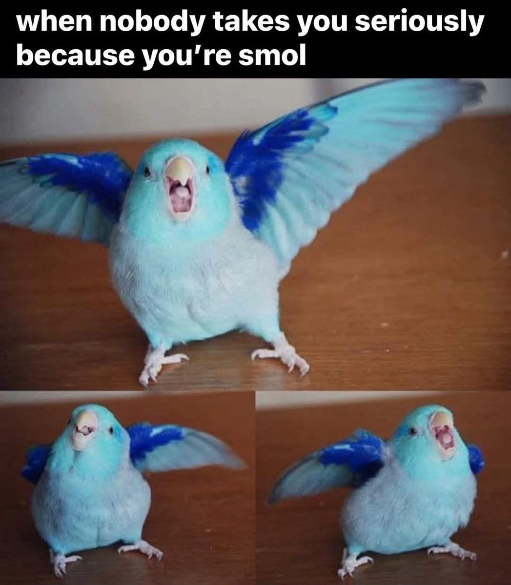 KayCoveyVT's tweet image. The bird would like to formally invite everyone to play Prop Hunt on Fortnite for community day at 9pm CST ❤️If you’d like to play, please feel free to contact me ❤️ VC is not required ❤️
#Vtuber #ENVtuber  

Lore accurate K for tax