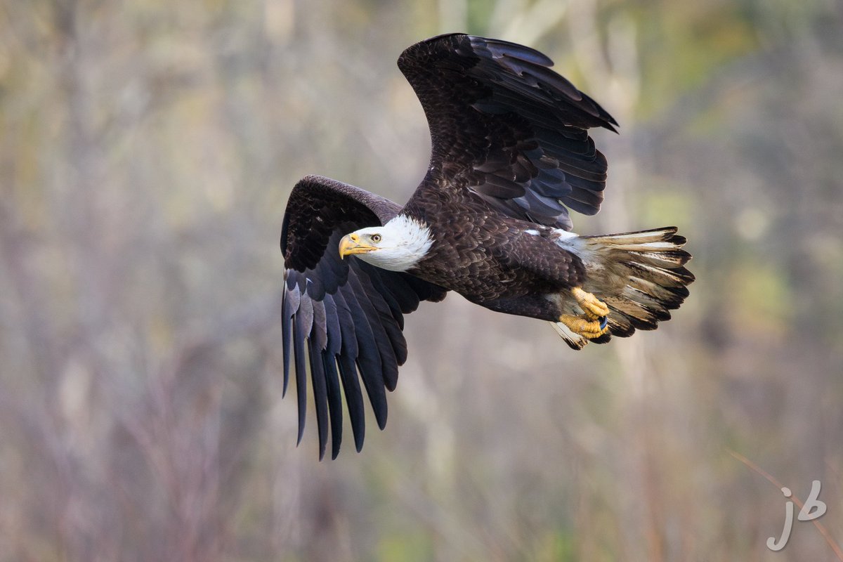BLVD_DAWG's tweet photo. American Bald Eagle in flight on #flyday  #TwitterNatureCommunity #BirdsSeenIn2024 #BirdTwitter #birding #birds #birdphotography #ThingsOutside #ThePhotoHour #birdwatching #eagle #NaturePhotography #BirdsOfTwitter https://t.co/fpfRjjt0ws