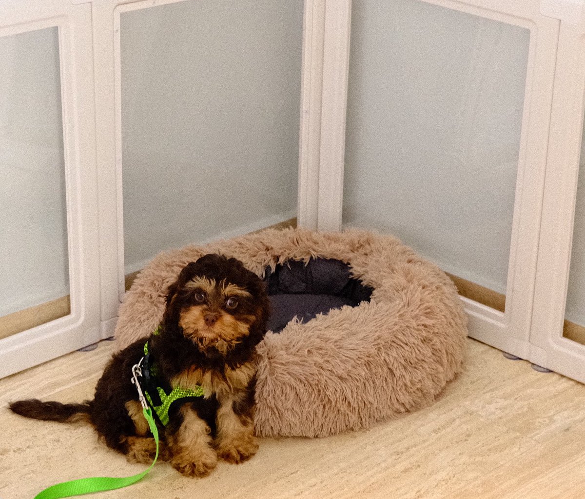 anildelphi's tweet image. Rotated dog coin profits to a dog

Say hello to Zuma