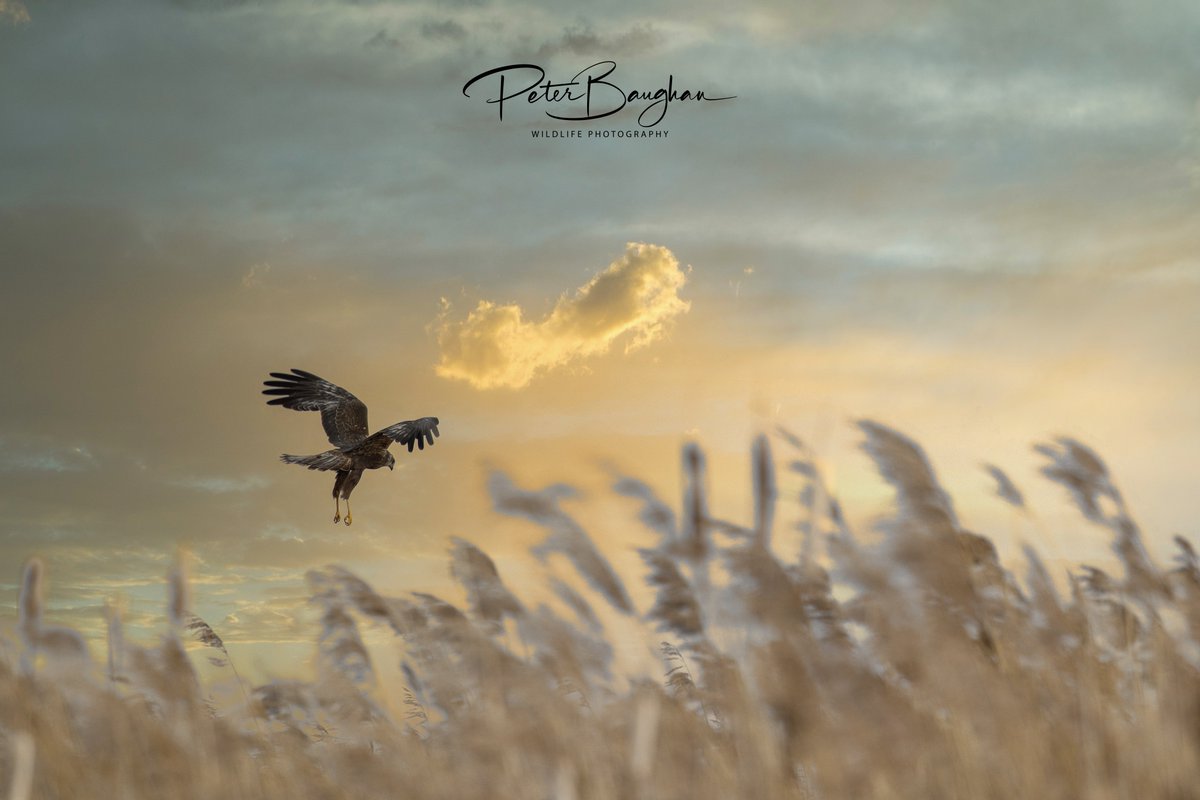 Peter Baughan tweet media