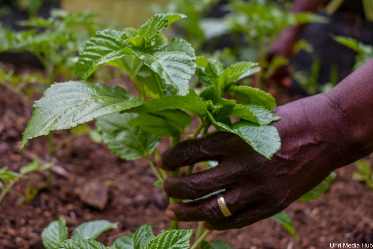 Boni_Maina's tweet photo. Agroecology supports diverse crops and local species, boosting resilience and productivity in a warming planet.
#AgroecologyWorks https://t.co/qdpN5LnbjA