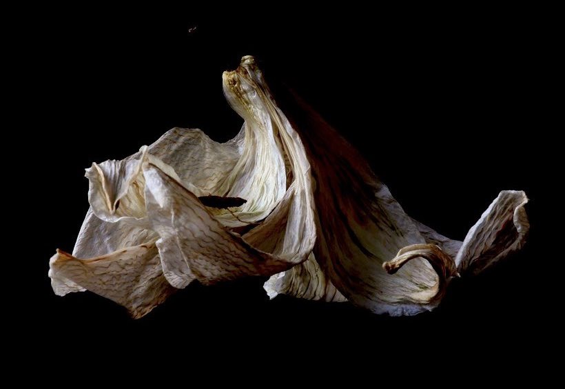 𓇢 𓆸 tweet media