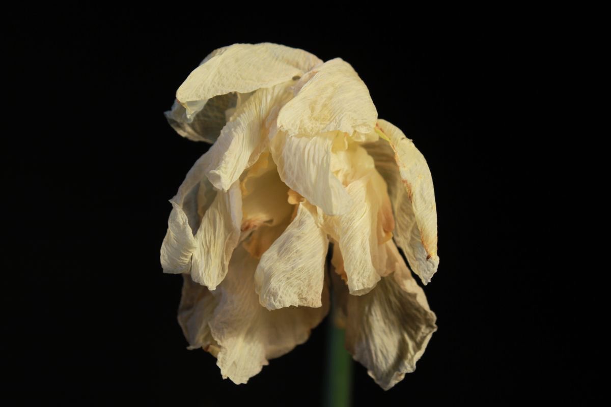 азя (@bactriian) on Twitter photo 