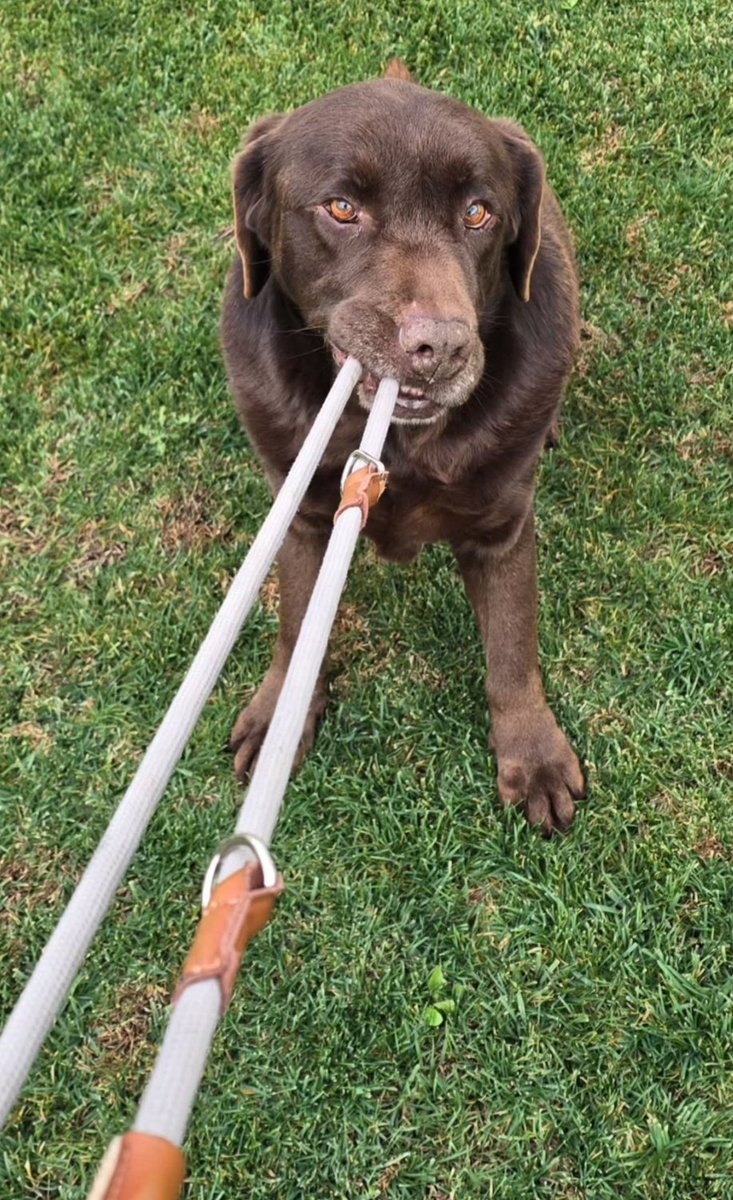 tamararm_'s tweet photo. 🤣🤣🤣Terral es tremendo no se quién tiene más ganas, si el de salir o tu de sacarlo 🤣🤣 imagino que después de las 3 horas de paseo 8 hamburguesitas caerán para recuperar fuerzas no @pabloalboran ?? 🤸🐕❤️🐾 https://t.co/aTFHniW1tM