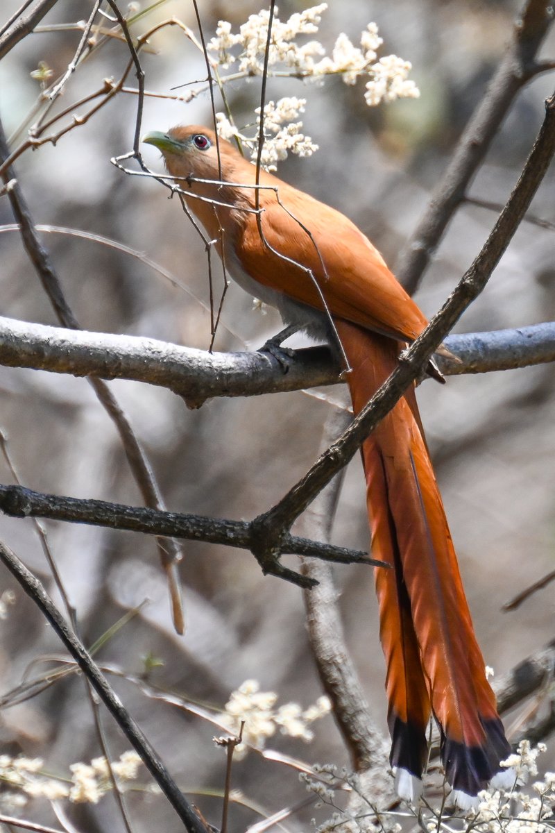 Frank Sengpiel 👨🏼🔬🧠🌵🦋🦉🦊🌺 tweet media