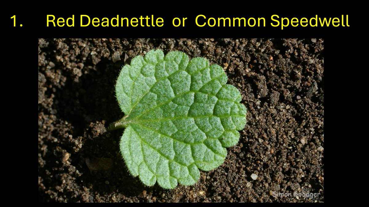 Simon Goodger tweet media