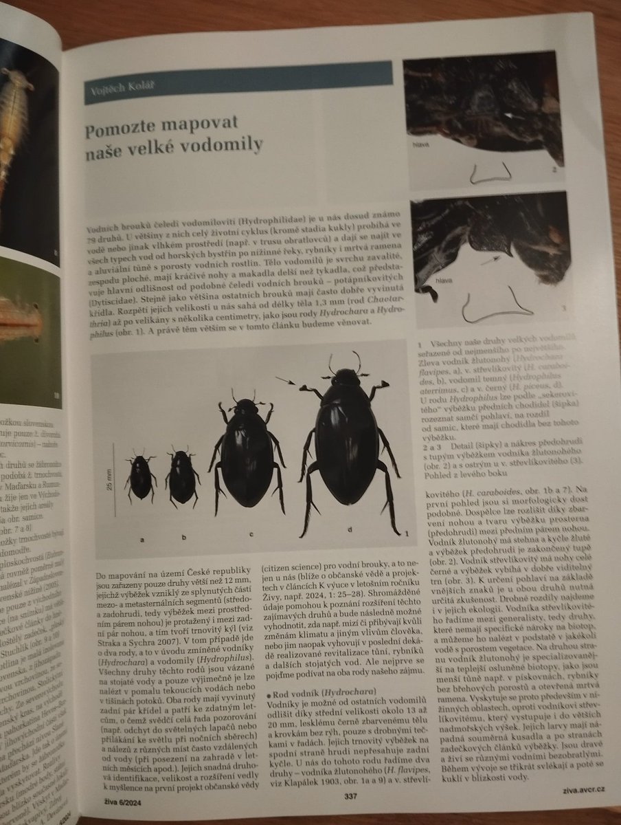 Jestli už vám taky domů došla nová Živa tak už to víte a komu ne tak mrkněte - vodomil černý 🪲- náš největší vodní brouk (a možná i na světě), se dostal na titulní stranu 😱 jako upoutávka k mému článku k mapování našich velkých vodomilů! Celý článek zde: ziva.avcr.cz/files/ziva/pdf…