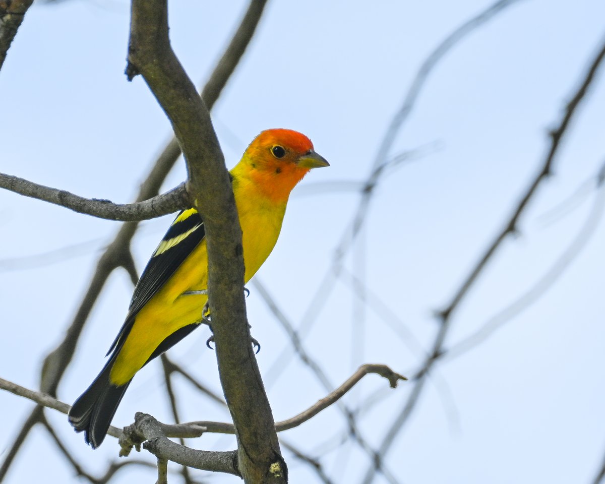 Frank Sengpiel 👨🏼🔬🧠🌵🦋🦉🦊🌺 tweet media