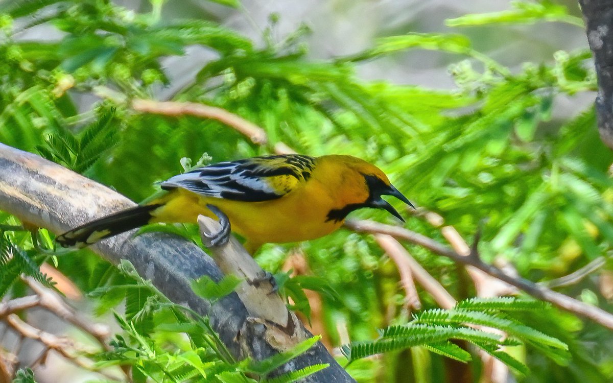 Frank Sengpiel 👨🏼🔬🧠🌵🦋🦉🦊🌺 tweet media