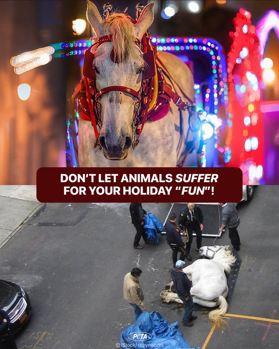 Celebrate #NationalHorseDay by taking the reins—leave the horse-drawn carriages behind 🐴🎄