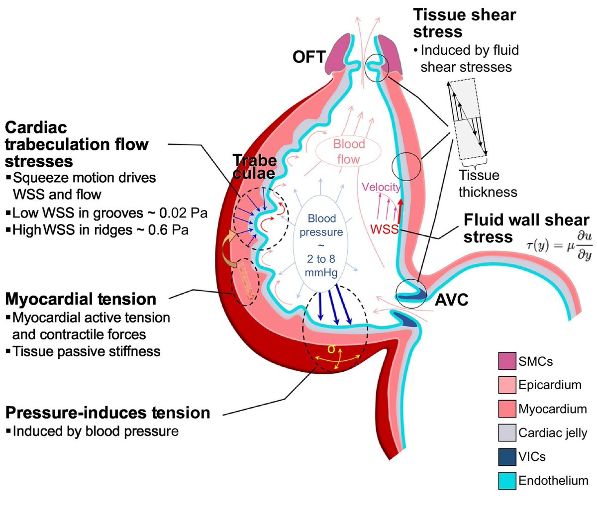 Check out our latest review on the mechanics of cardiac morphogenesis!🤓💙 #mechanobiology #devbio

sciencedirect.com/science/articl…