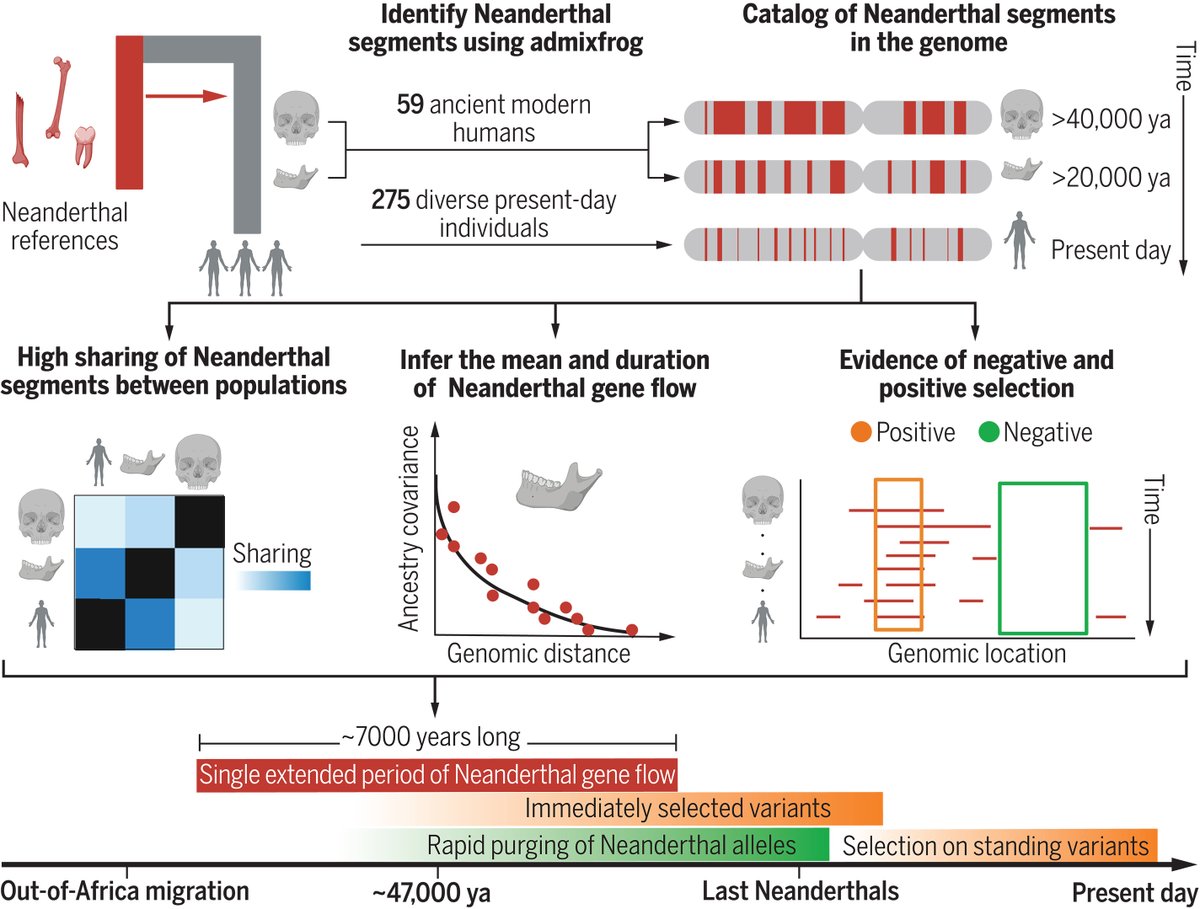 A new genomic study in Science encompassing more than 300 genomes spanning the last 50,000 years has revealed how a single wave of Neanderthal gene flow into early modern humans left an indelible mark on human evolution. scim.ag/3OWzma0