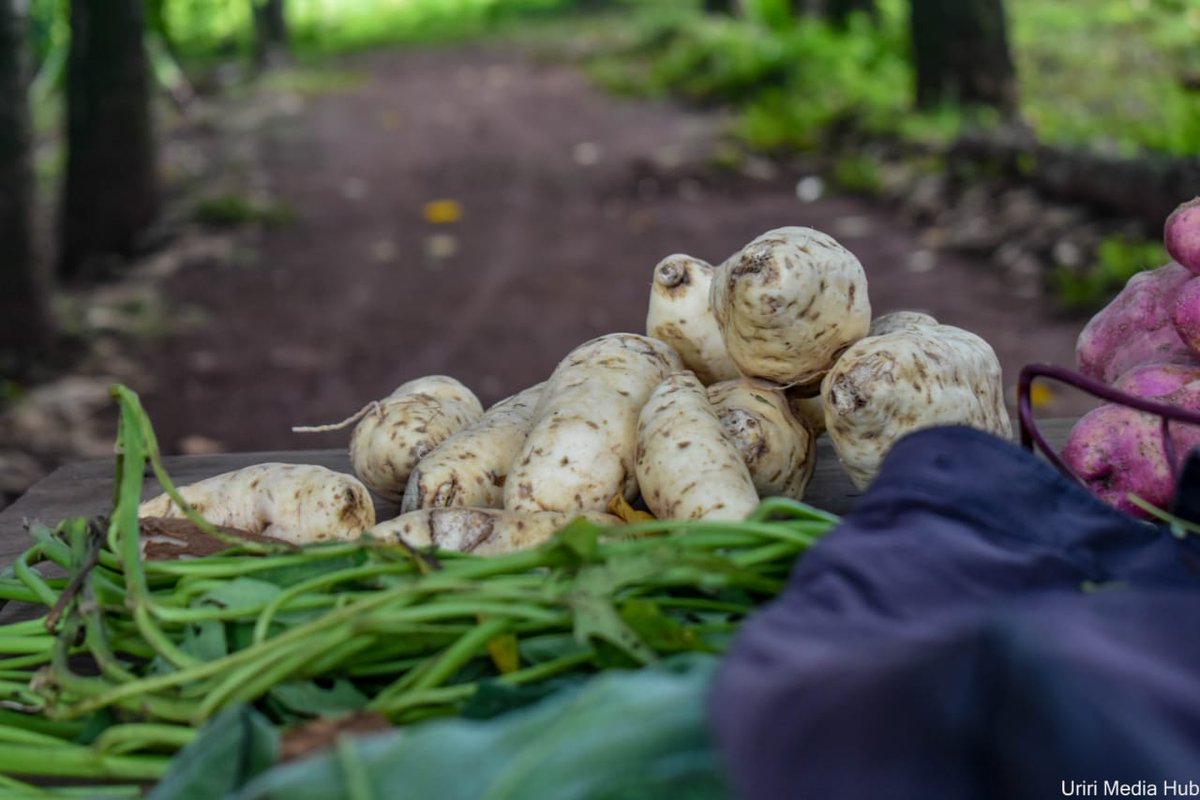 NgiraDiana's tweet photo. This is the way to go growing our own food and what can be consumed locally making us of our small farms
#Agroecologyworks
@Consumer_Kenya https://t.co/8satQ7bbmW