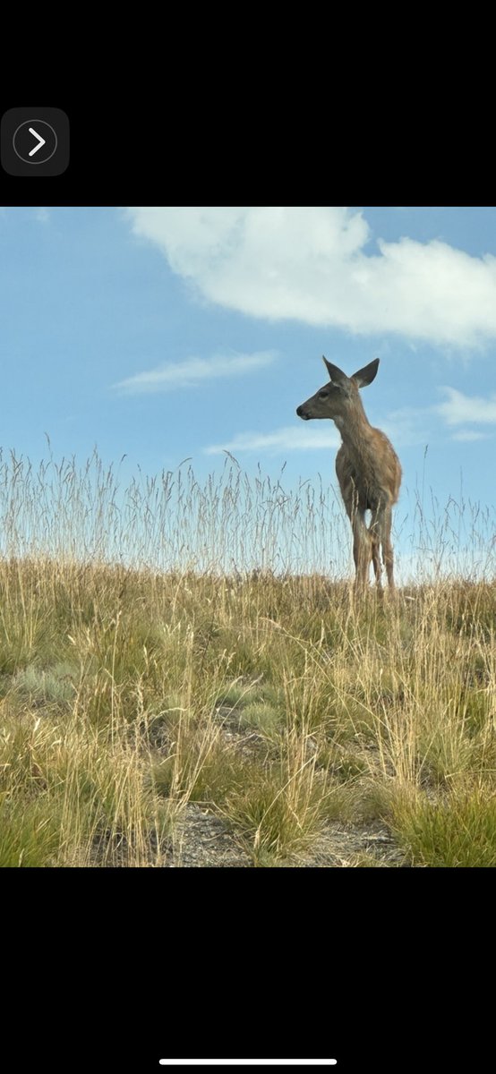 _ThePrincipal_'s tweet image. Soon the effectiveness of the incoming administration and the economic legacy of the present administration will be decided. 

Two “clearances” (global entry and cloud computing) are out for evaluation, both being handled by low level FBI and DHS minions who obey the needs of the…