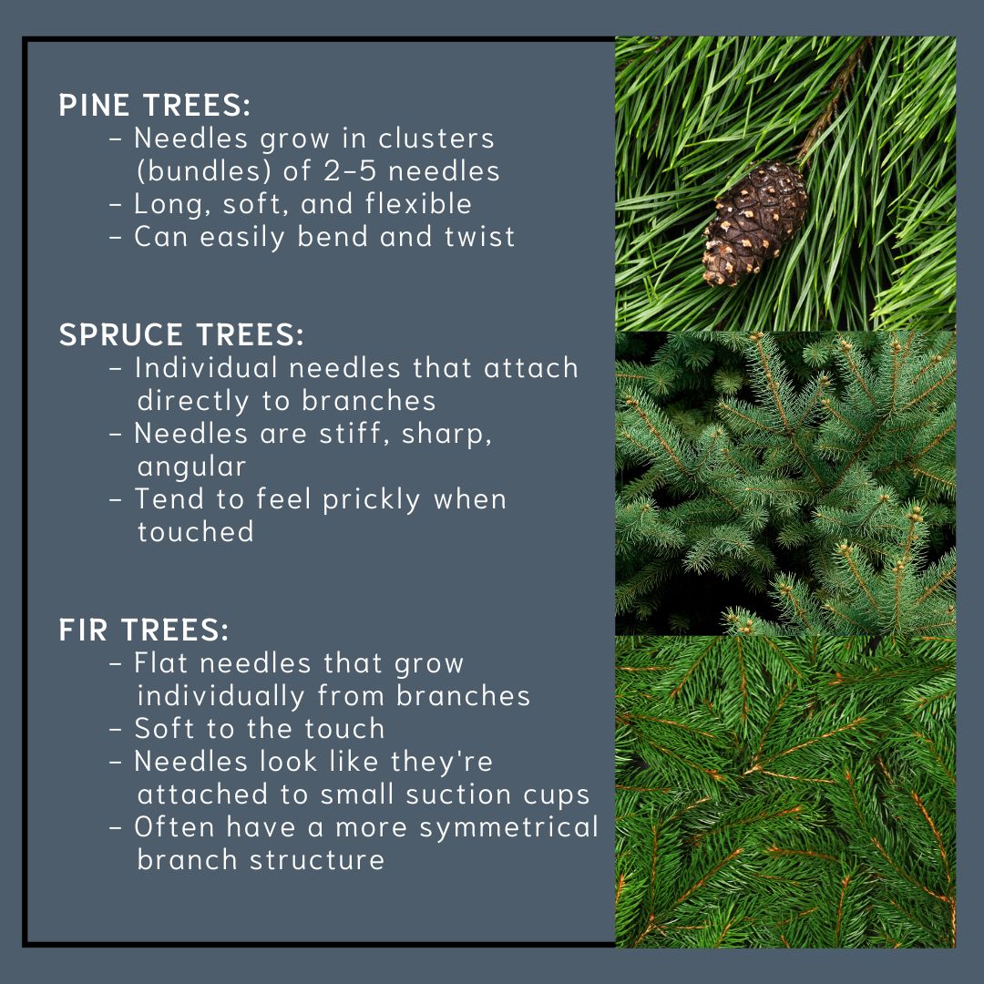 Not all evergreens are the same🌲 Have you ever wondered how to tell pine, spruce, and fir trees apart? It's all in the needles! Each type has its unique characteristics! ❄️ #natureeducation #treeidentification #winterhike