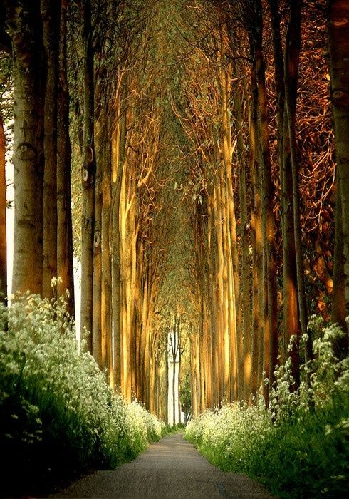 no_grave_'s tweet photo. They say cathedrals are patterned after the forest canopy https://t.co/lsYt9IZtZJ