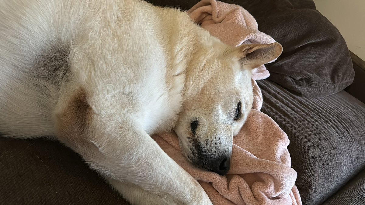 AlbyyxAt's tweet photo. Adiós mi amor. Gracias por estos 14 años. Este viaje ya no lo vamos a hacer juntos. Espérame allí ❤️😔 https://t.co/Yt9en3UcIe