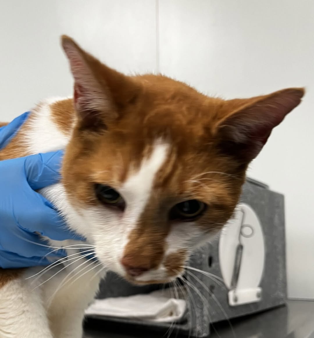 Nathalie Ⓥ 𓃟 #Pigoneer tweet media