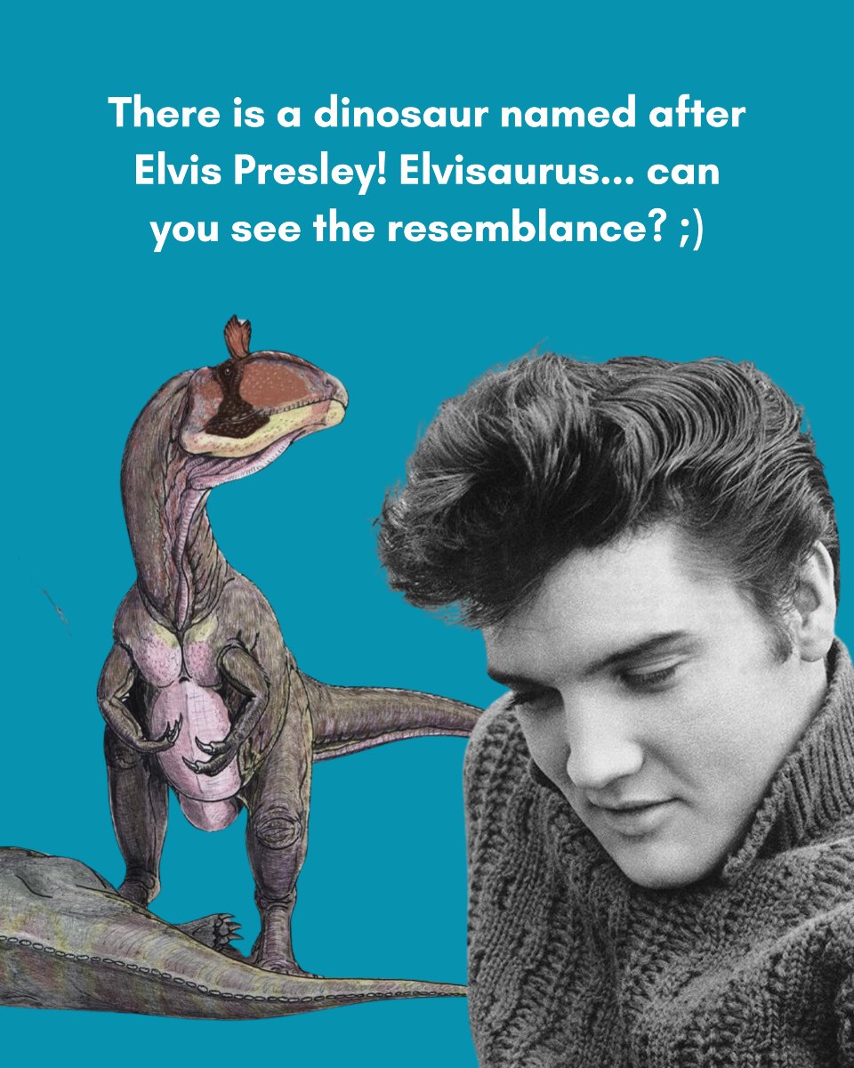 I see it 🙅‍♀️ - George the lambeosaurus 🦕

#elvisaurus #elvispresley #universityofbritishcolumbia #ubcscience #dinofacts #dinosaurfunfacts