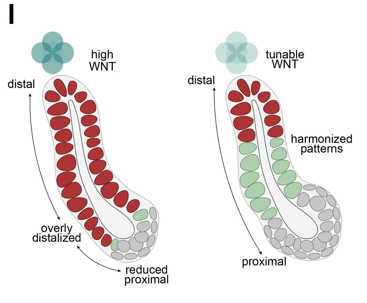 Leonardo Morsut (@leonardomorsut) on Twitter photo In our preprint we show how one can use synthetic organizers to control patterning of nephrons in kidney organoids. shorturl.at/ZXJuR Morsut + Lindstrom Labs <a href="/LindstromLab/">Nils Lindstrom</a> led by Fokion Glykofrydis shorturl.at/CScsg and Connor Fausto shorturl.at/SBJKwin In our preprint we show how one can use synthetic organizers to control patterning of nephrons in kidney organoids. shorturl.at/ZXJuR Morsut + Lindstrom Labs <a href="/LindstromLab/">Nils Lindstrom</a> led by Fokion Glykofrydis shorturl.at/CScsg and Connor Fausto shorturl.at/SBJKwin