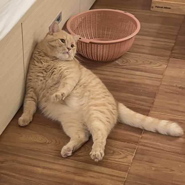 น้องป้องอย่านอนท่านี้บ่อยลูกกกก มุมนี้ทำให้น้องดูฟู 🍞🍞🍞 เกินนไปปคับบเลยทำให้บ้านดูแคบ 😭😭😭 (แต่น้องไม่ได้อ้วนน้าา เป็นเพราะมุมเฉยๆ)